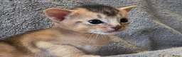 Abyssinian cats for sale: Abyssinian Kittens From Champion Bloodlines - Advert 5