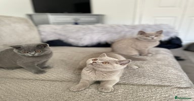 British Shorthair cats - Advert 4