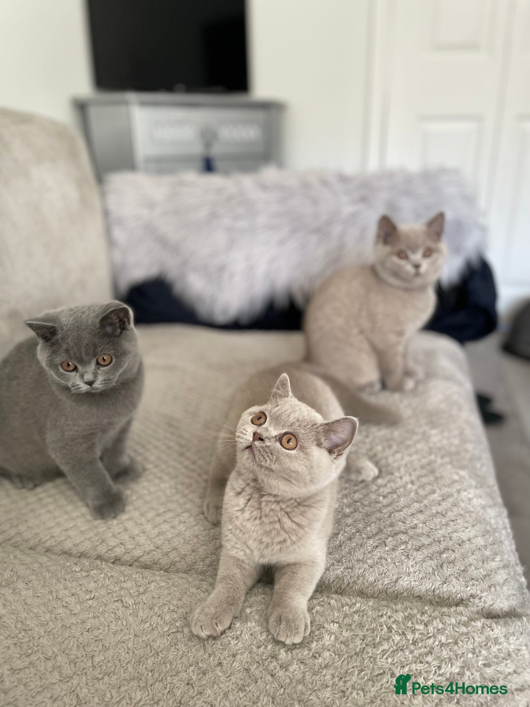 British Shorthair cats for sale: 🔥 READY NOW BRITISH SHORTHAIR KITTENS   - Image 2
