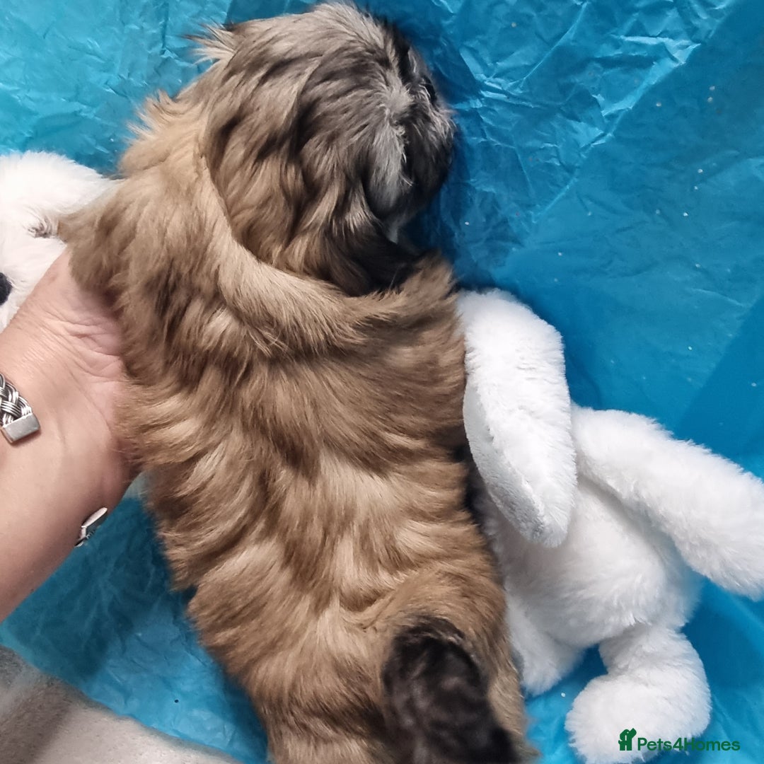 Shih Tzu dogs for sale: Kc stunning small imperial baby boy/girl - Image 11