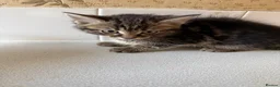 Mixed Breed cats for sale: 🐱 Beautiful Kittens Looking For Their Homes 🐱 in Birmingham - Advert 16