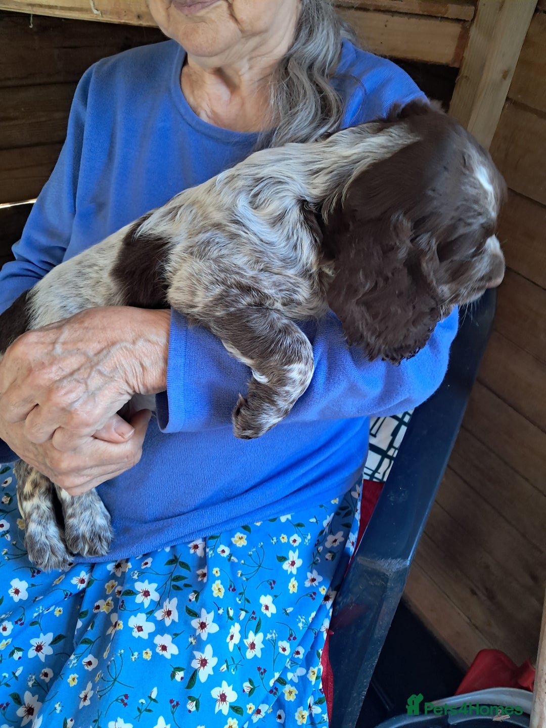 Sprocker dogs for sale: Sprocker puppies  - Image 5
