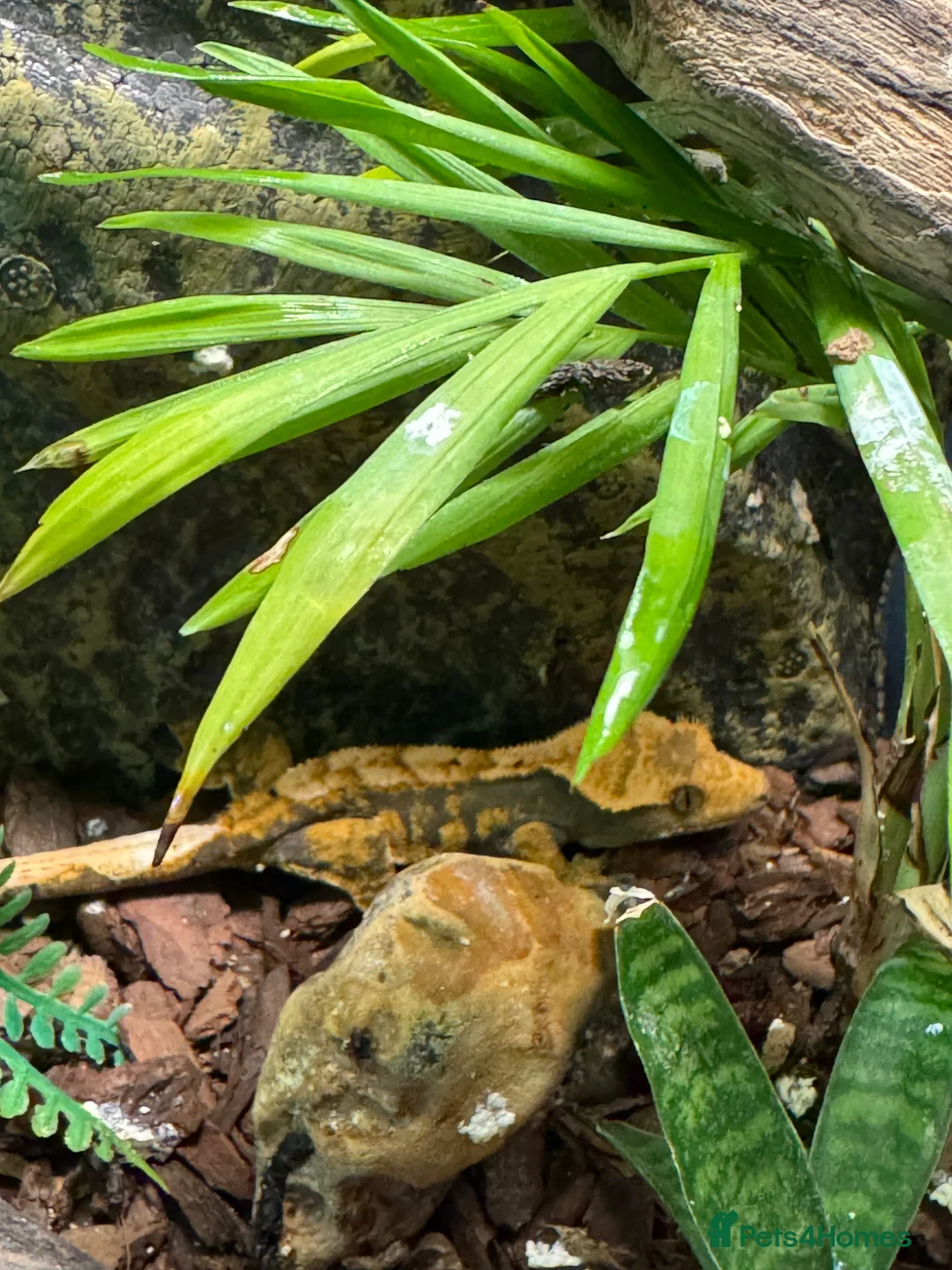 Gecko reptiles for sale: Crested Gecko in Melksham - Advert 5