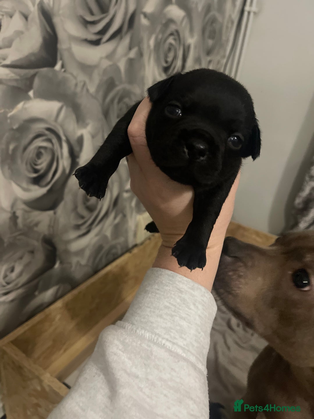 Staffordshire Bull Terrier dogs for sale: Beautiful stuffy pups  - Advert 17