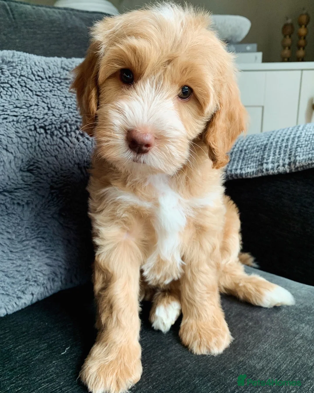 Cockapoo dogs for stud: *PROVEN* DNA TESTED F/F Gene Red Cockapoo Stud - Advert 2