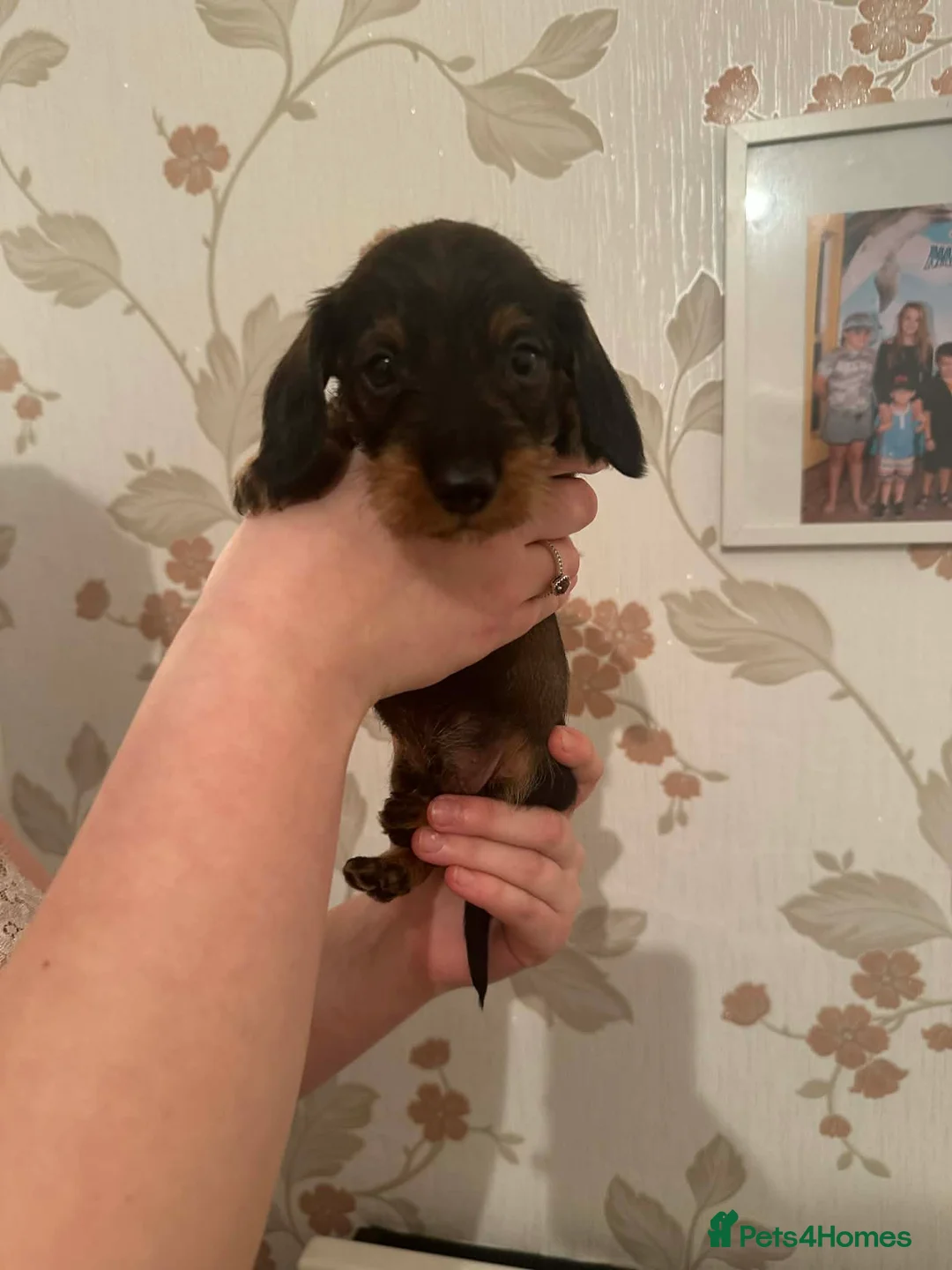 Dachshund dogs for sale: Kc registered wirehaired  - Advert 2