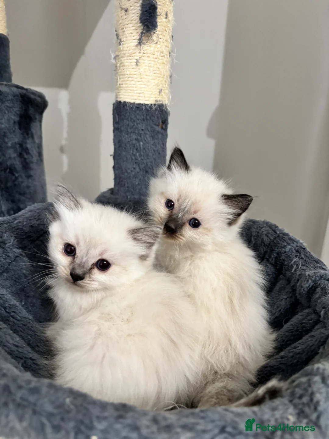 Ragdoll cats for sale: Ragdoll kittens for sale  - Advert 1