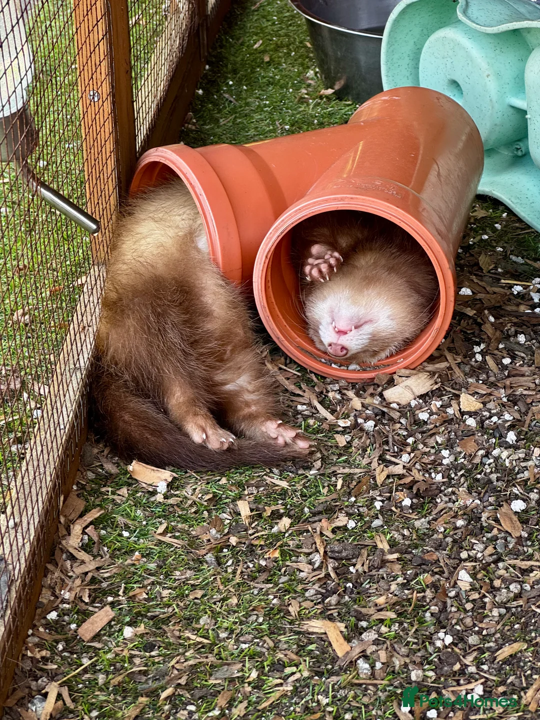Ferret rodents for sale: Beautiful semi angora cinnamon ferret - Advert 2