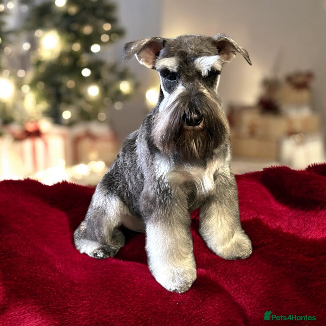 Miniature Schnauzer dogs for sale: OUTSTANDING DNA CLEAR KC MINI SCHNAUZERS - Image 8