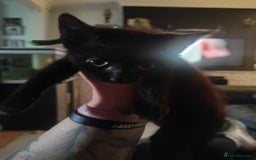 Mixed Breed cats for sale: Kittens - Image 2