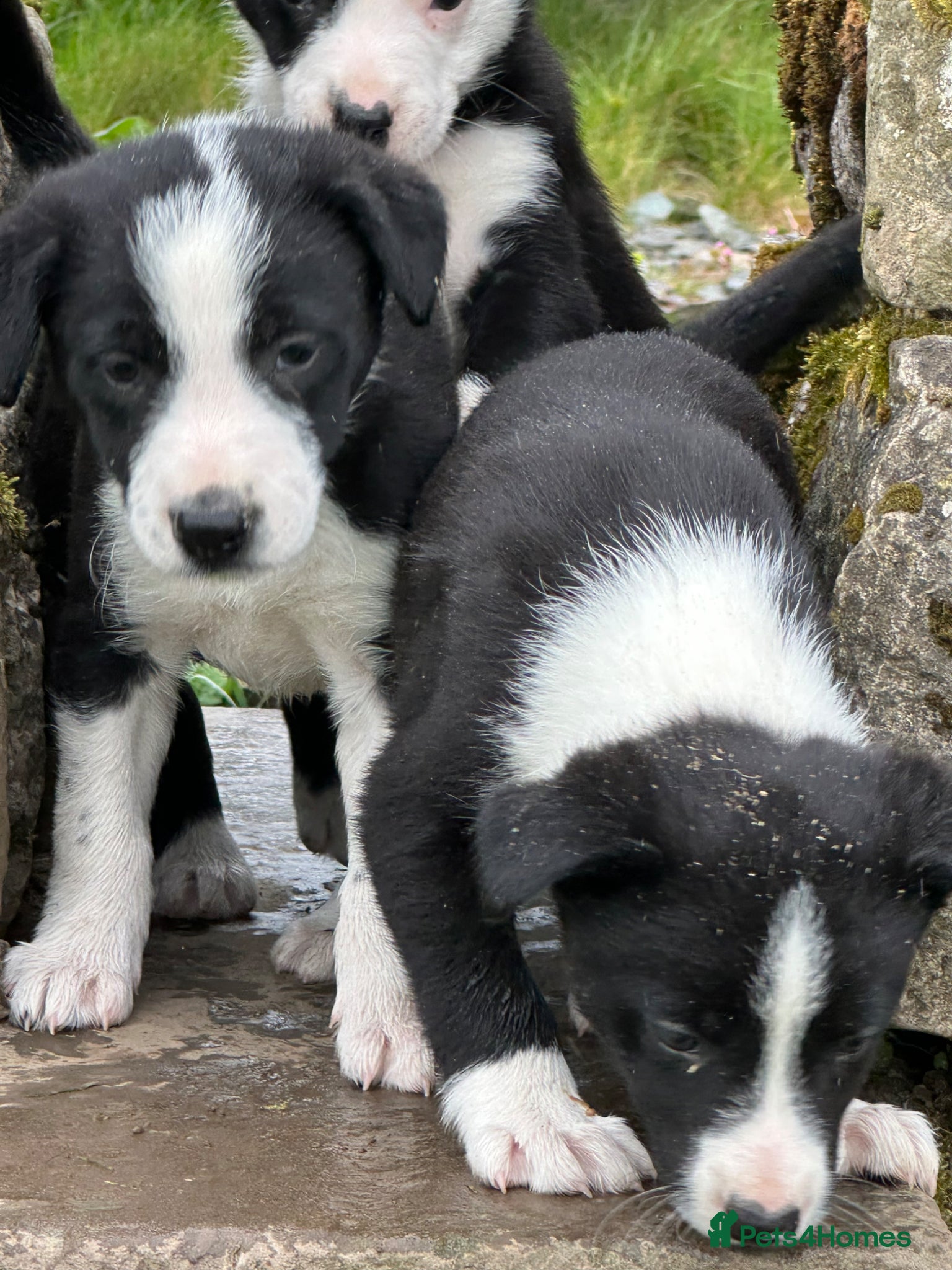 Border Collie dogs Border Collie Pups - Advert 1