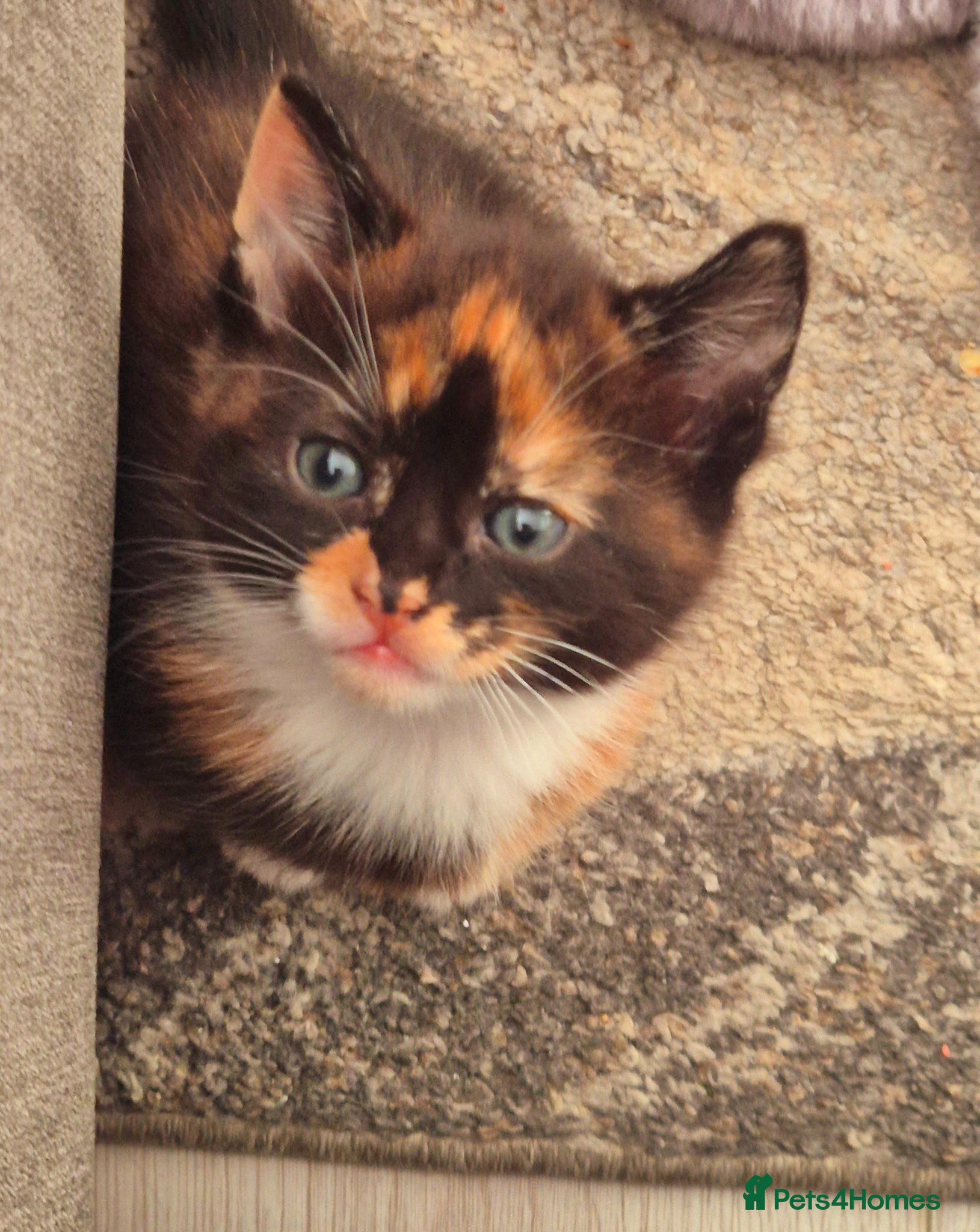 European cats Cute lovely BOY and GIRL kitten for sale  - Advert 2