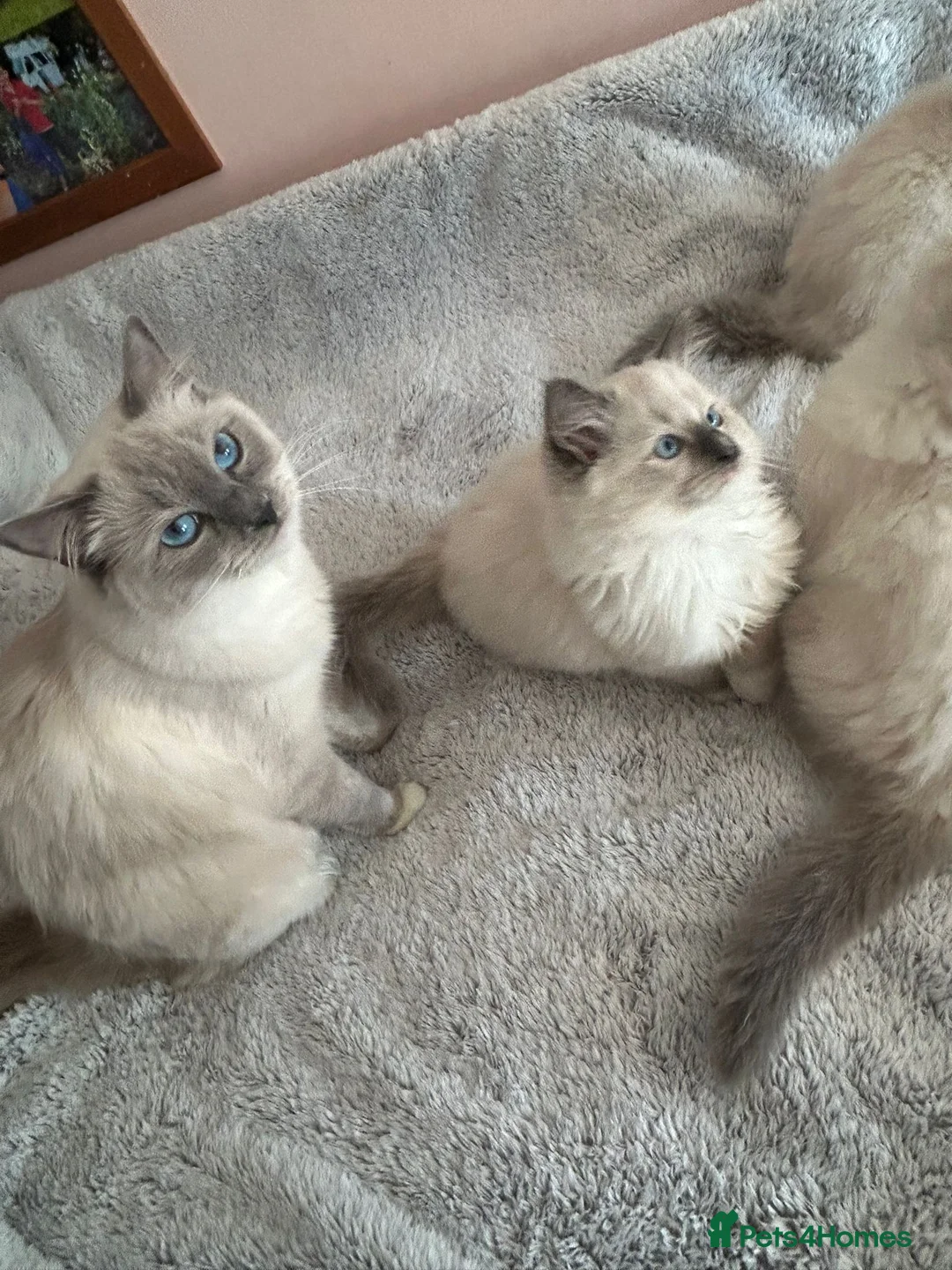 Ragdoll cats for sale: Ragdolls 😸 kittens 😸 looking lovely family - Advert 16