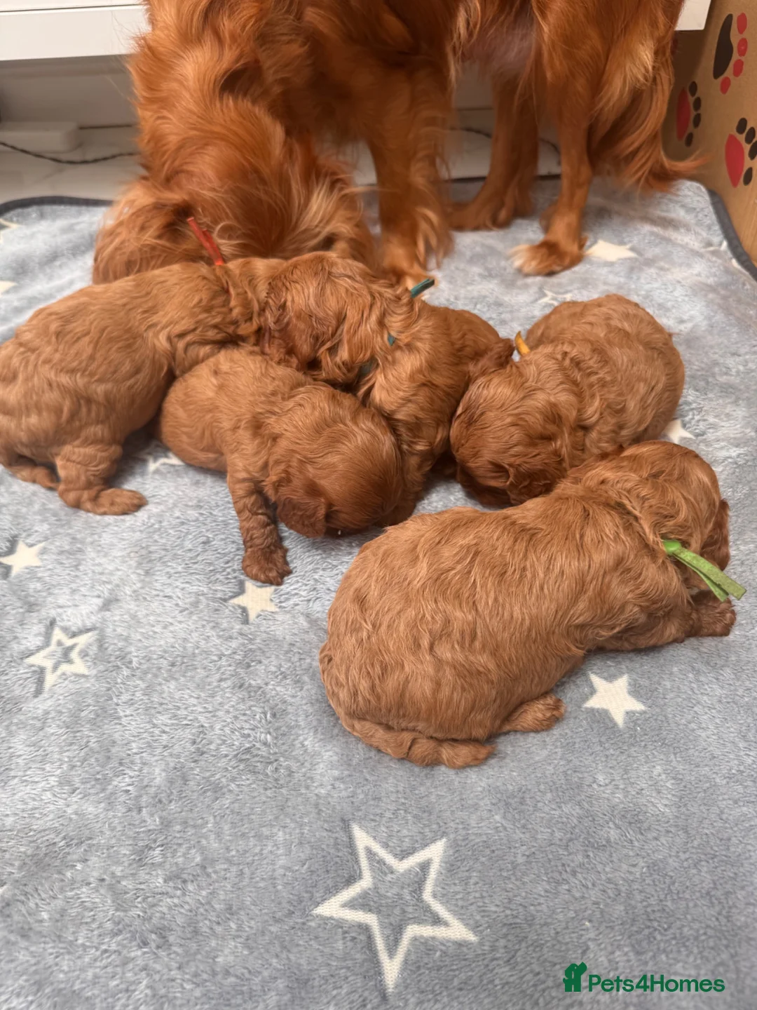 Cavapoo dogs for sale: F1 Cavapoo - Advert 16