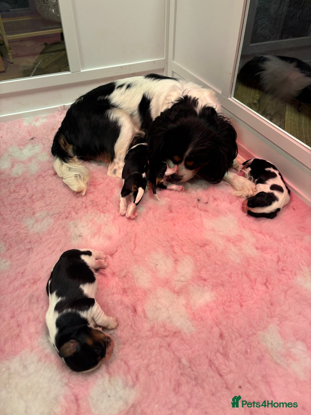 Cavalier King Charles Spaniel dogs for sale: All Rehomed  - Advert 3