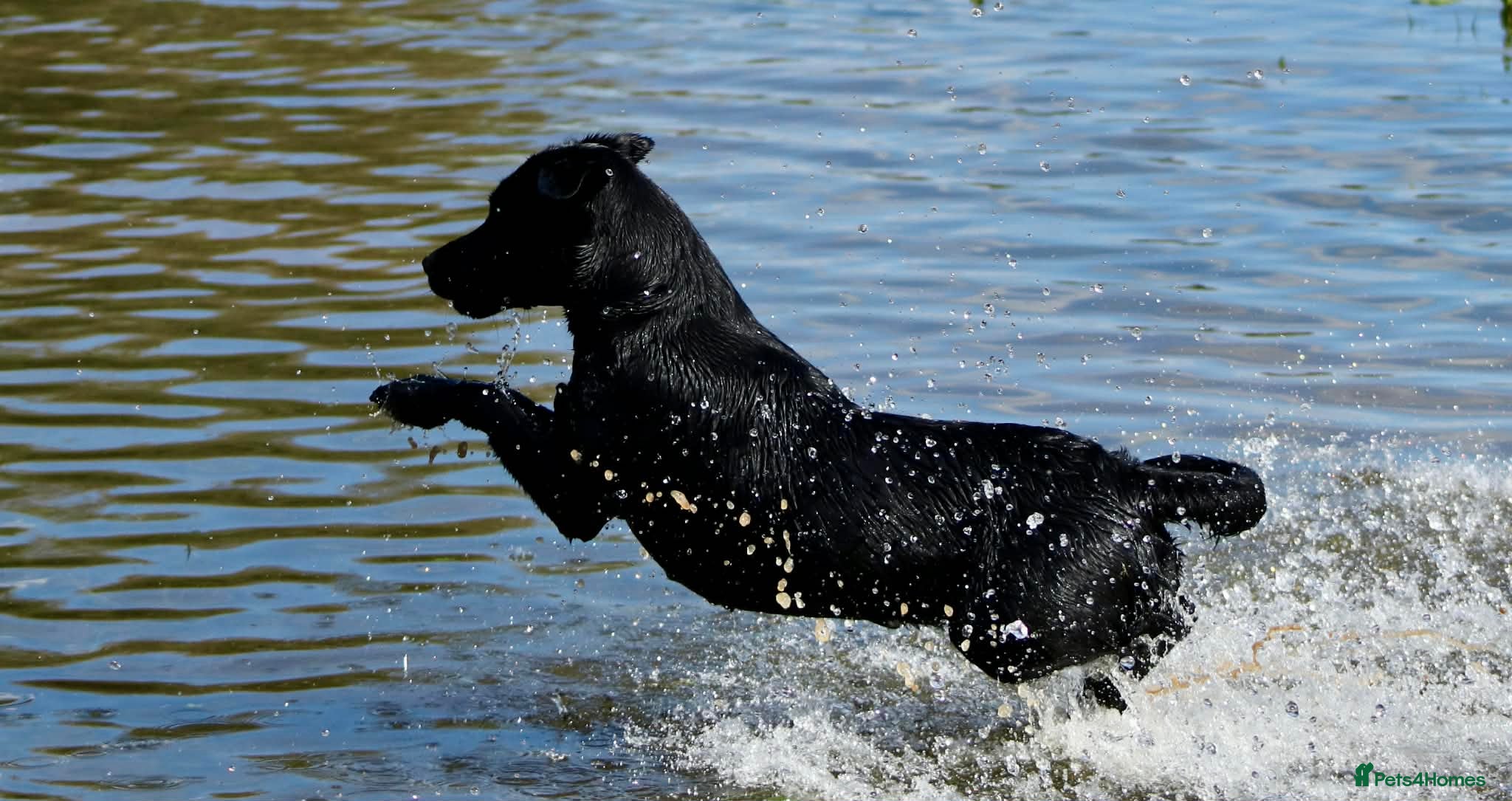 Labrador Retriever dogs 2 BOYS LEFT - Advert 1