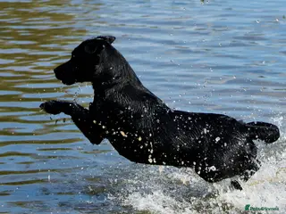 Labrador Retriever dogs 2 BOYS LEFT - Advert 1