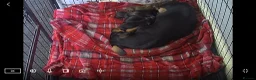 Miniature Dachshund dogs for sale: Miniature dachshunds  for sale  - Advert 3