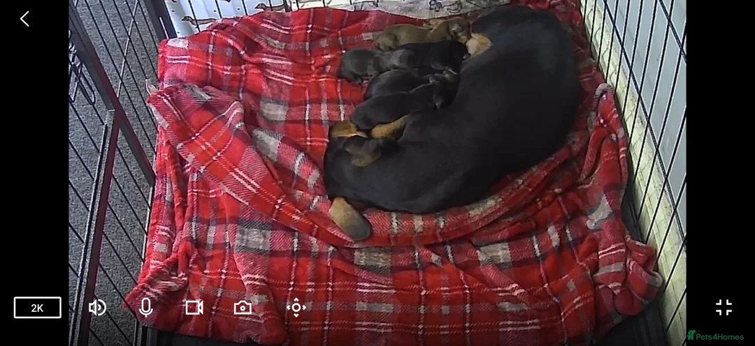 Miniature Dachshund dogs for sale: Miniature dachshunds  for sale  - Advert 3