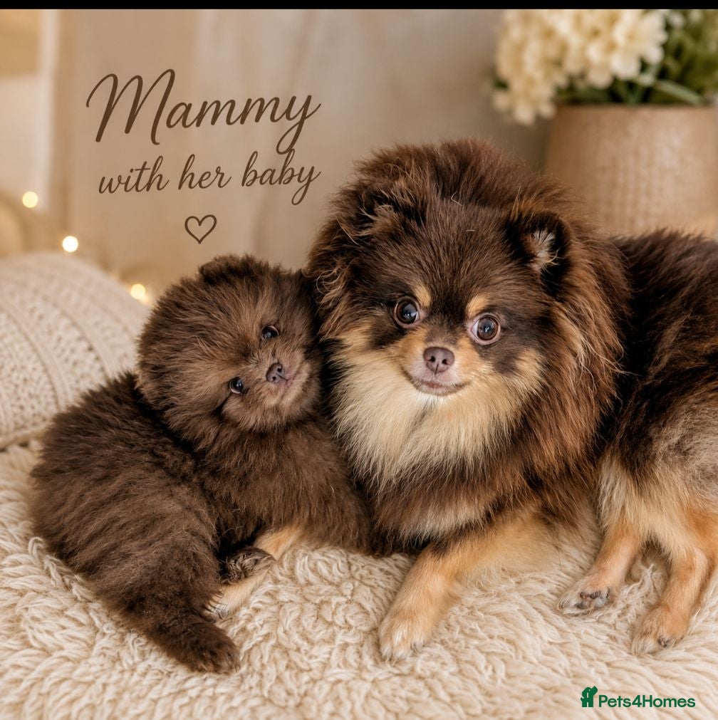 Pomeranian dogs MOCHI the chocolate pom boy - Advert 2