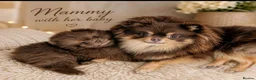 Pomeranian dogs for sale: MOCHI the chocolate pom boy - Advert 1