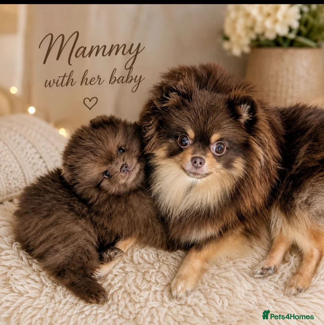 Pomeranian dogs for sale: MOCHI the chocolate pom boy - Advert 1