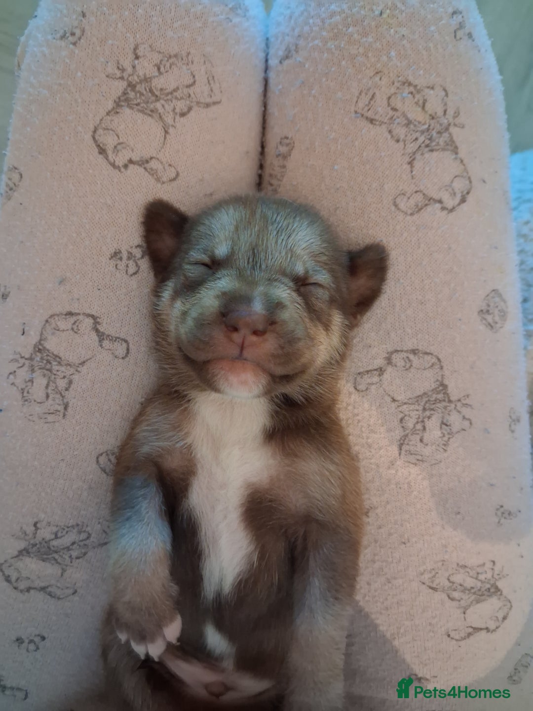 Mixed Breed dogs for sale: Agouti Husky Cross puppies  - Advert 6