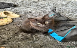 Maine Coon cats for sale: Black smoked boy  - Image 10