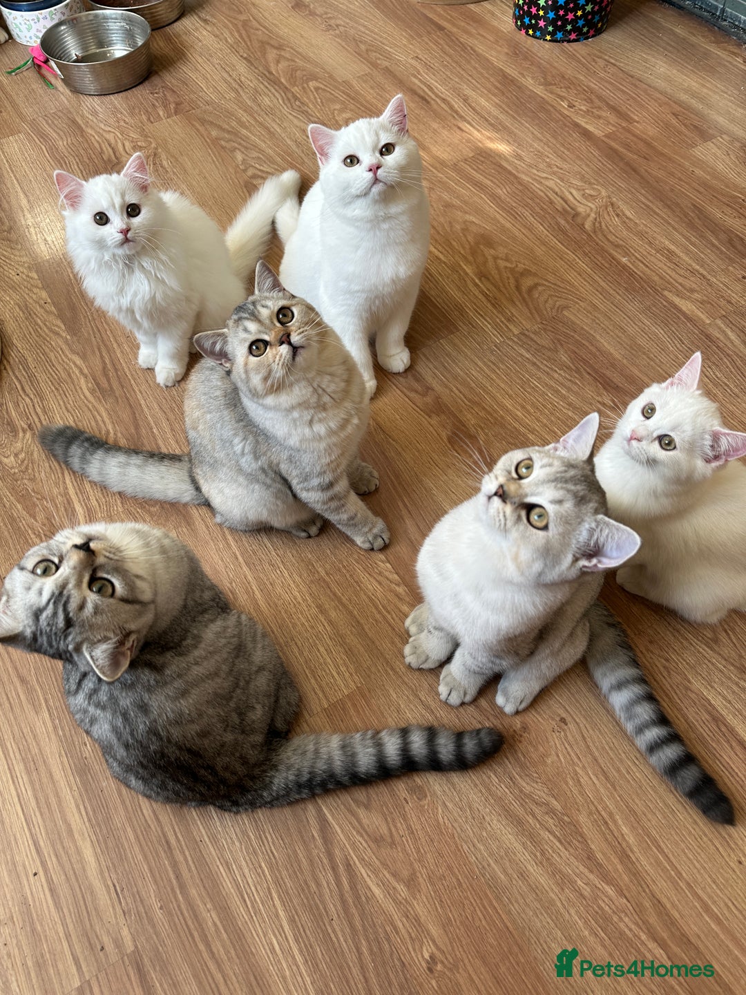 British Shorthair cats for sale: Gorgeous British Longhair & Shorthair Kittens - Advert 22