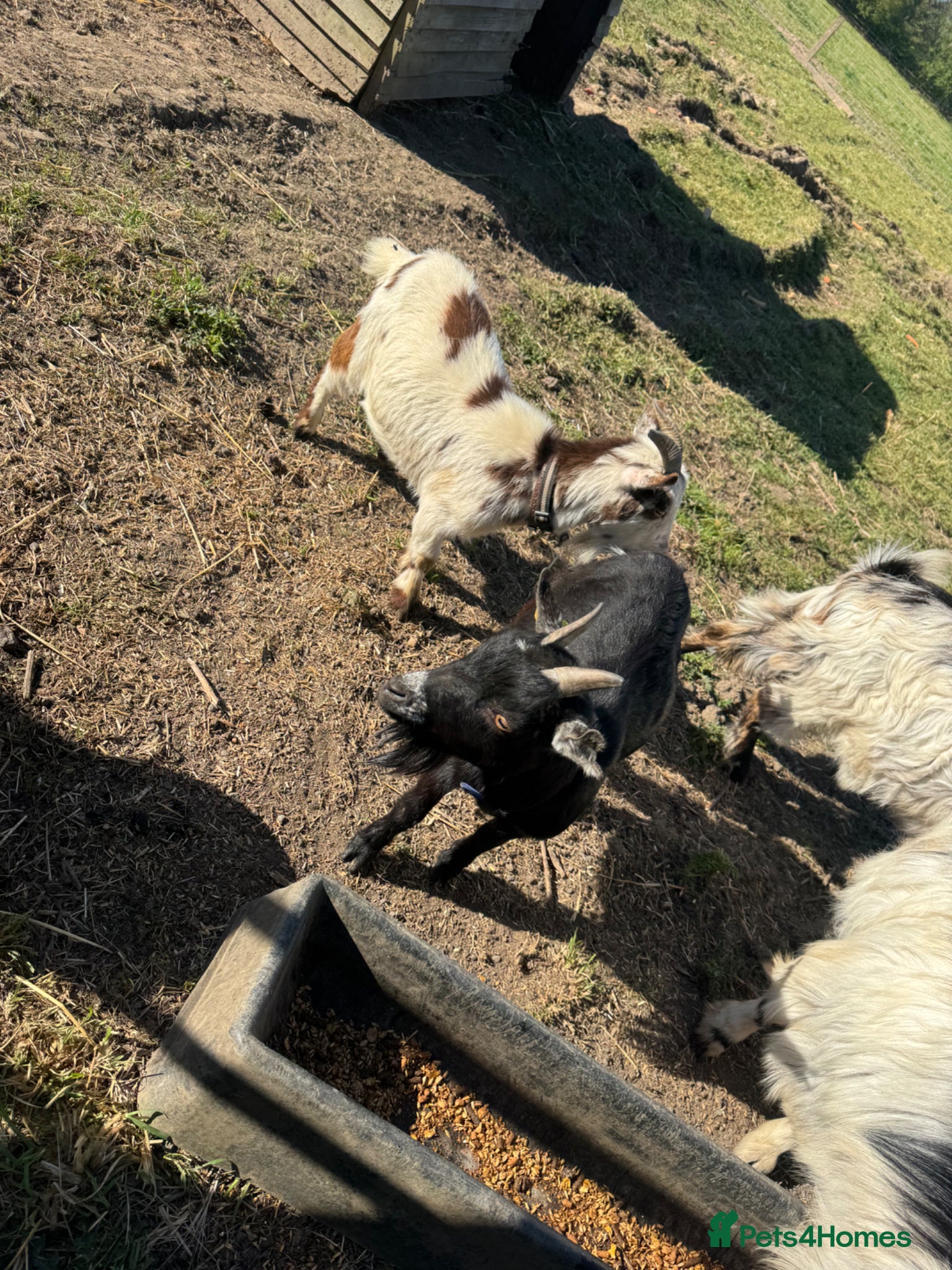 Goats livestock 2 female pigmy goats for sale  - Advert 1