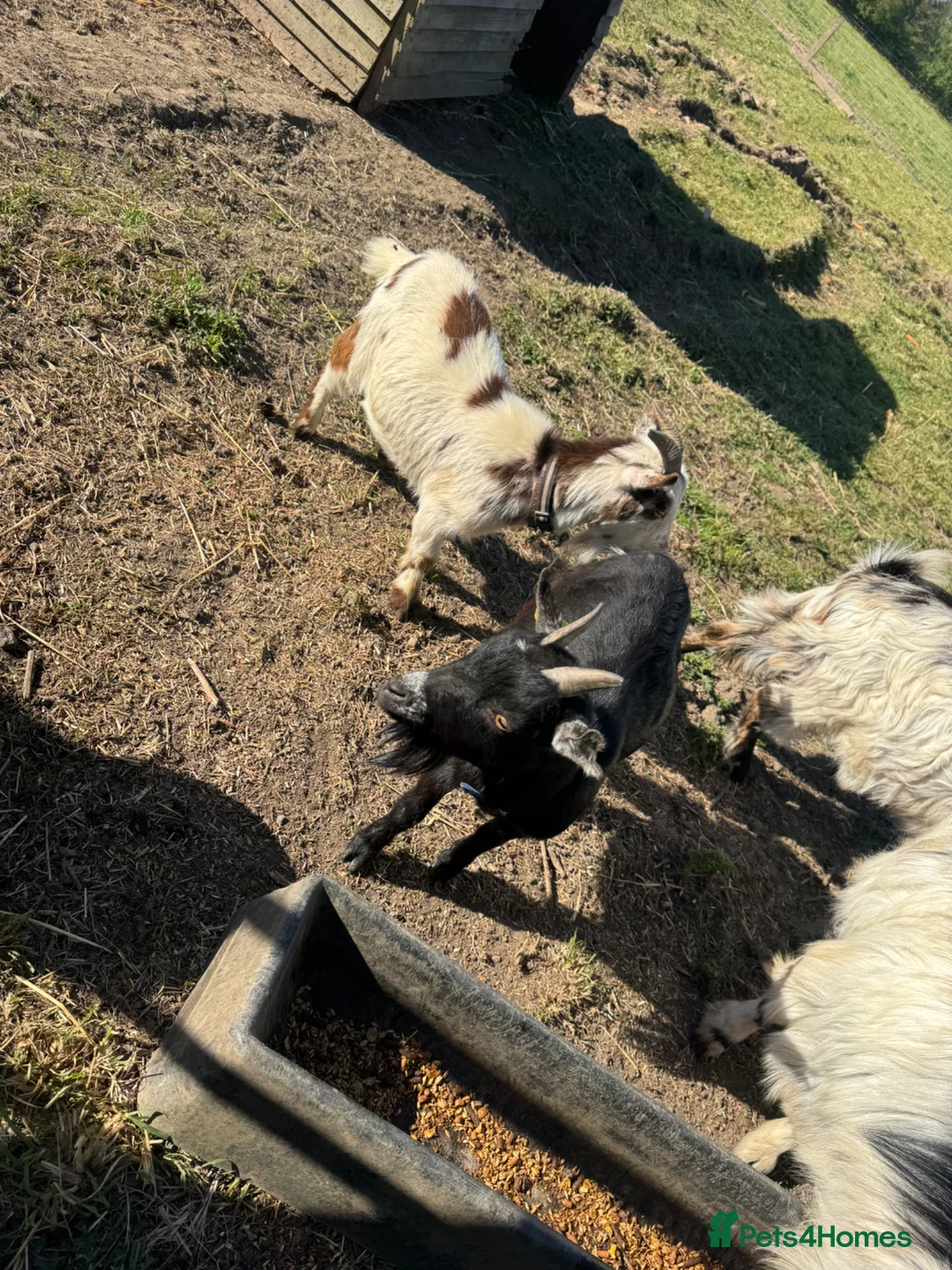 Goats livestock for sale: 2 female pigmy goats for sale  - Advert 1