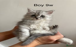 Mixed Breed cats for sale: Persian x Ragdoll kittens - Image 23
