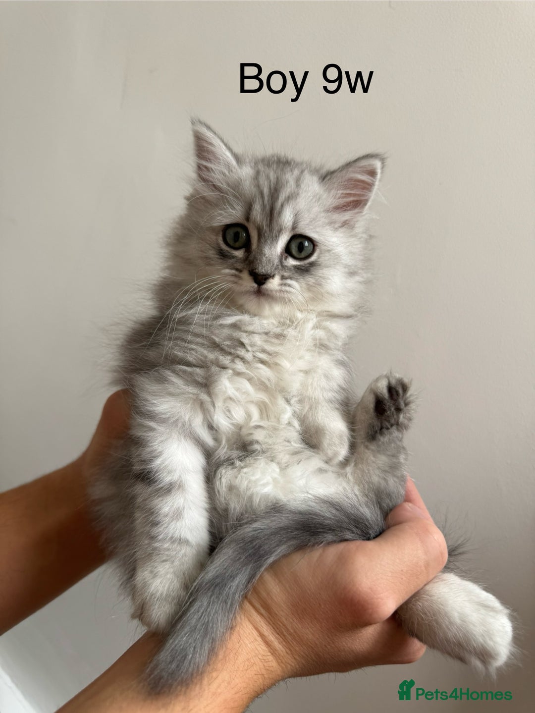 Mixed Breed cats for sale: Persian x Ragdoll kittens - Image 23