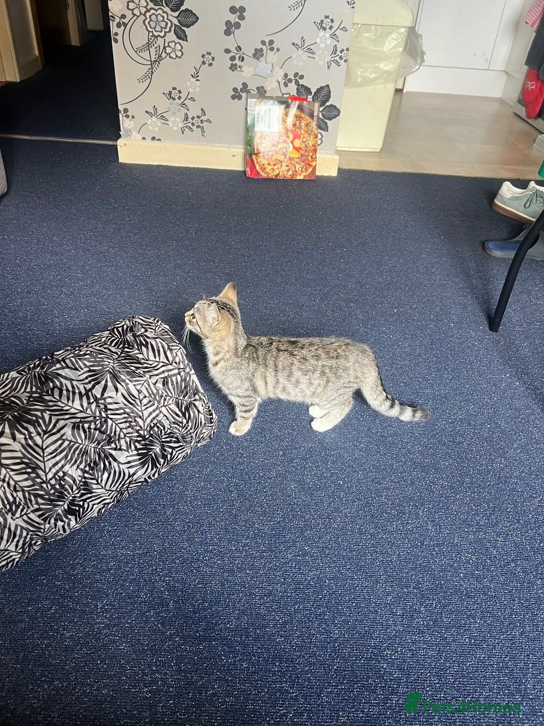 Mixed Breed cats for sale: Lovely cat - Advert 2