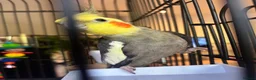 Cockatiels birds for sale: Cockatiel for sale in Manchester - Advert 2