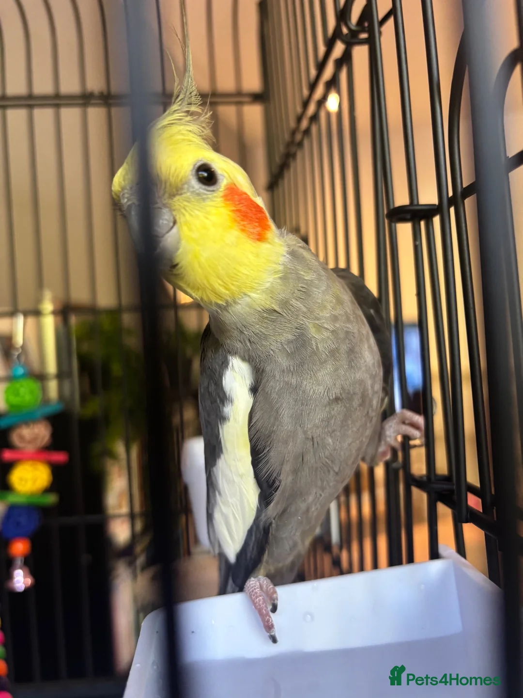 Cockatiels birds for sale: Cockatiel for sale in Manchester - Advert 2
