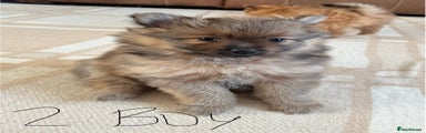 Pomeranian Puppy 2