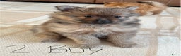 Pomeranian dogs for sale: Pomeranian pups - Advert 3