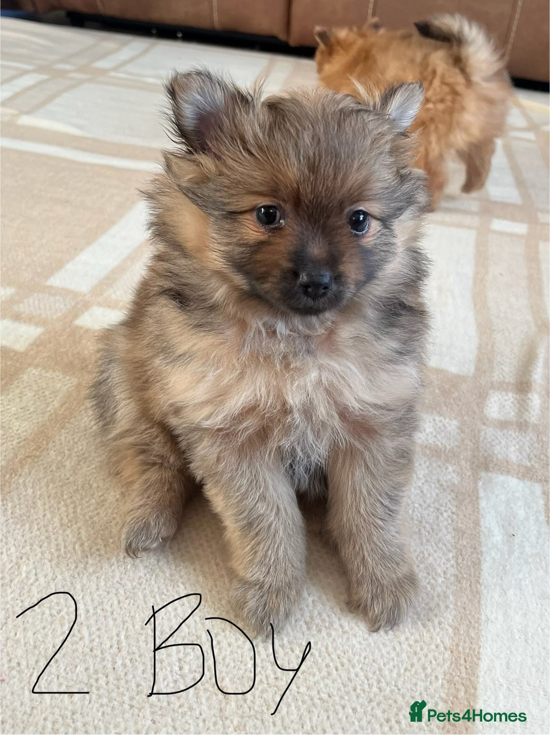 Pomeranian dogs for sale: Pomeranian pups - Advert 3