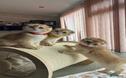 Scottish Fold cats for sale: Beautiful TICA-Reg Scottish Fold Girls - Image 3