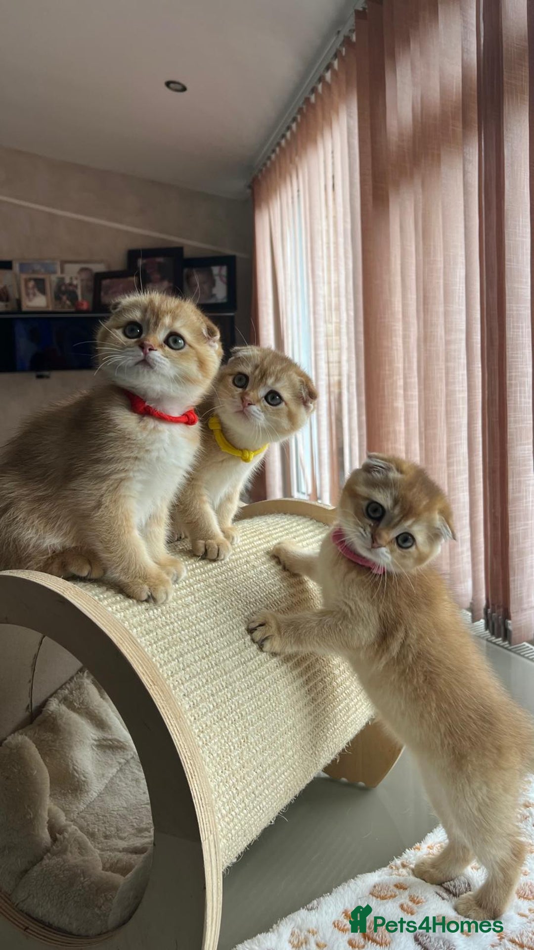 Scottish Fold cats for sale: Beautiful TICA-Reg Scottish Fold Girls - Image 3