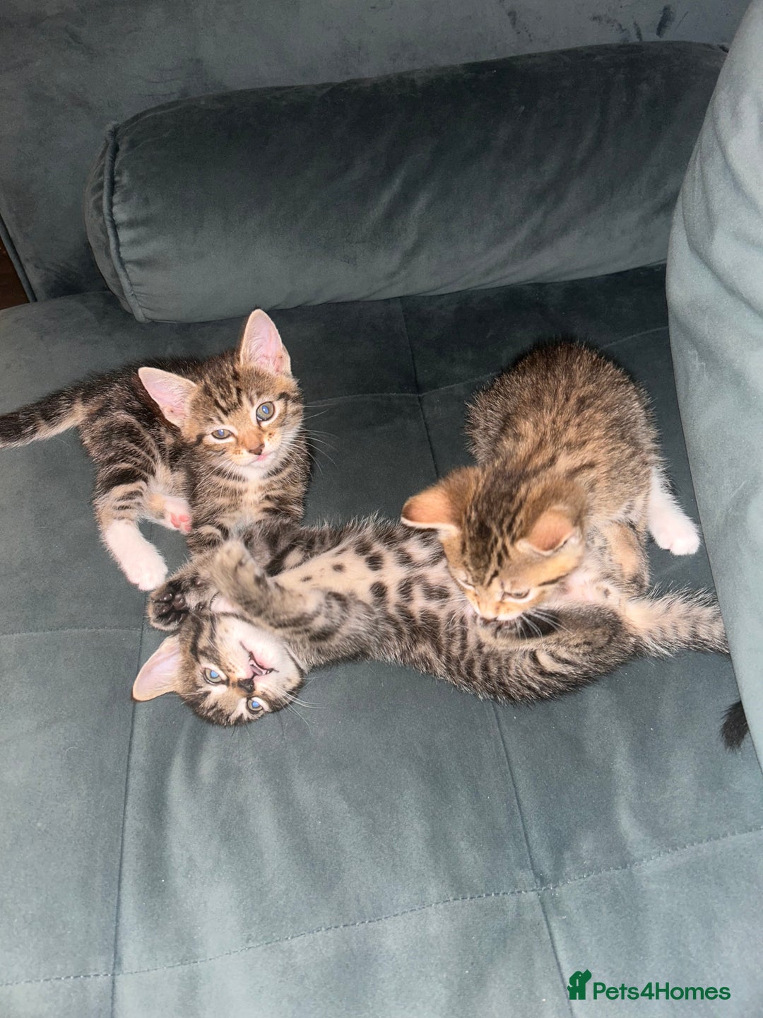 Mixed Breed cats for sale: Kittens ready to leave now  - Image 9