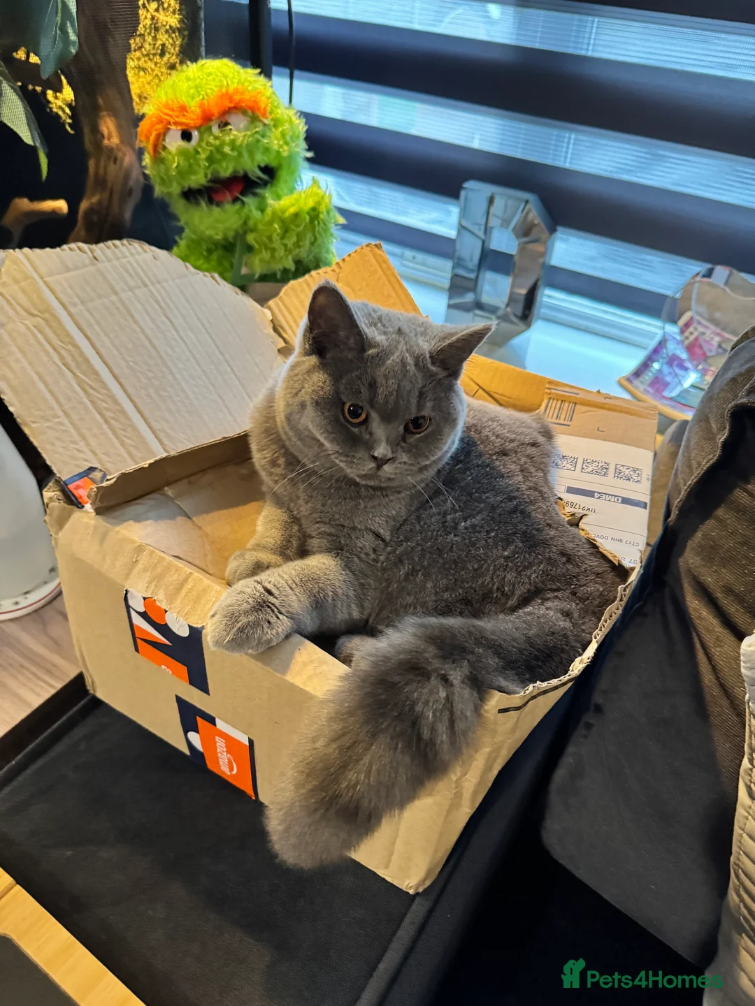 British Shorthair cats for sale: British shorthair brother and sister for rehoming - Advert 5