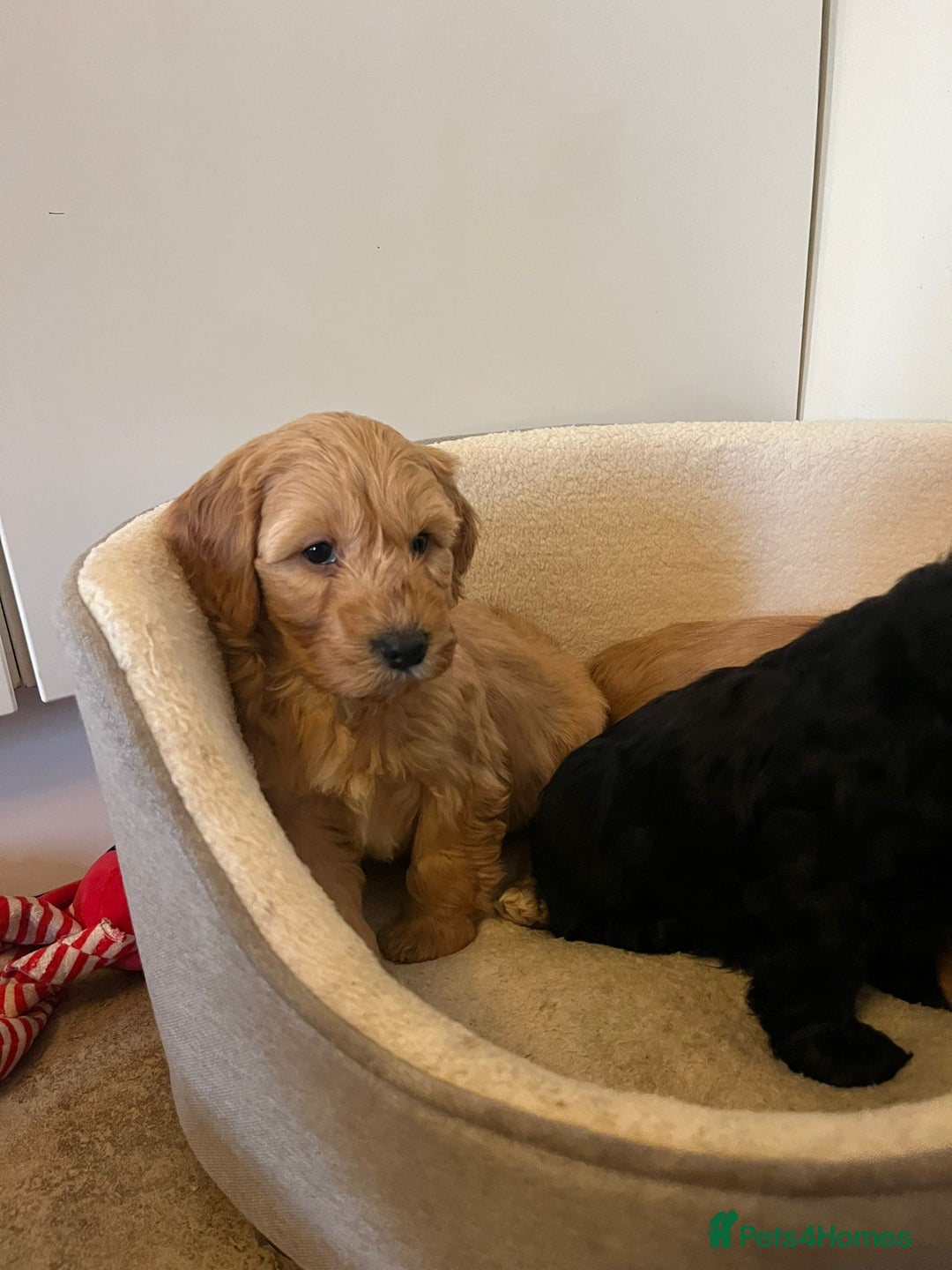 Cockapoo dogs for sale: Beautiful puppies  - Advert 13