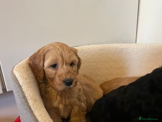 Cockapoo dogs Beautiful puppies - Advert 15