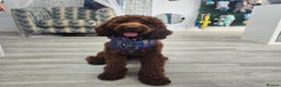 Goldendoodle dogs for sale: multigenerational Australian Red double doodles  - Advert 14