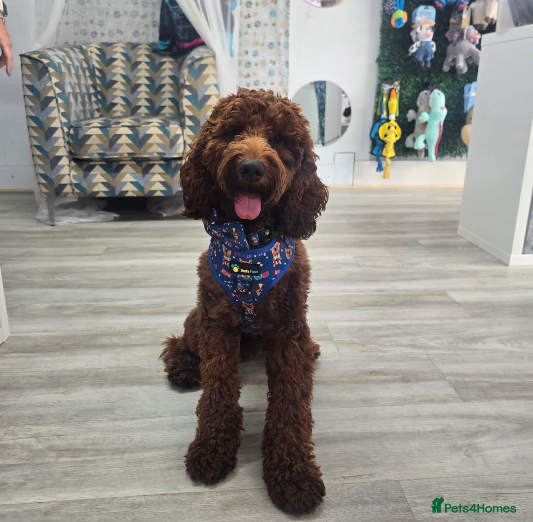 Goldendoodle dogs for sale: multigenerational Australian Red double doodles  - Advert 14