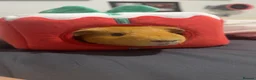 Guinea Pig rodents for sale: Male guinea pigs - Advert 6