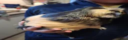 Guinea Pig rodents for sale: 2 guinea pigs  in Kilmacolm - Advert 15