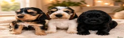 Cocker Spaniel dogs for sale: Outstanding KC Show cocker spaniel puppies - Advert 11